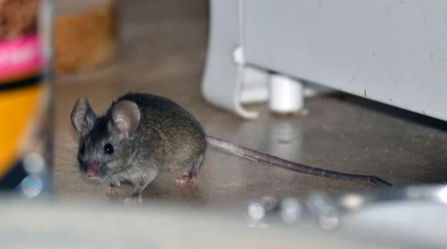  уничтожение мышей 