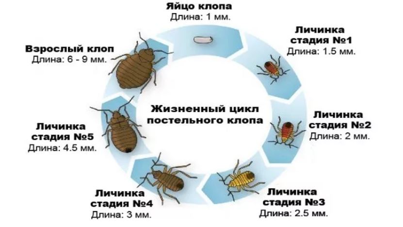 клопы