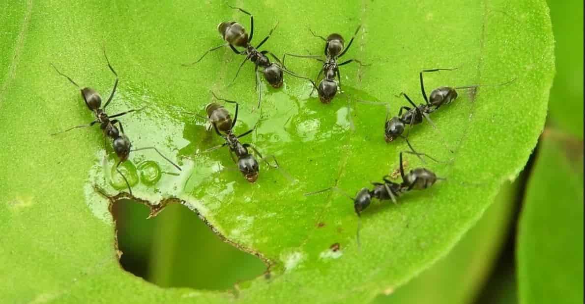  муравьи в доме как избавиться 