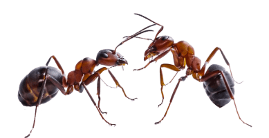  обработка от муравьев 
