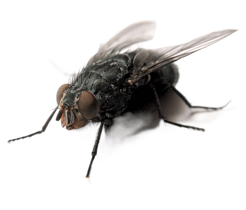 борьба с насекомыми борьба с насекомыми