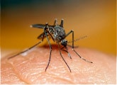 Борьба с комарами